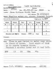 Ephippiorhynchus senegalensis