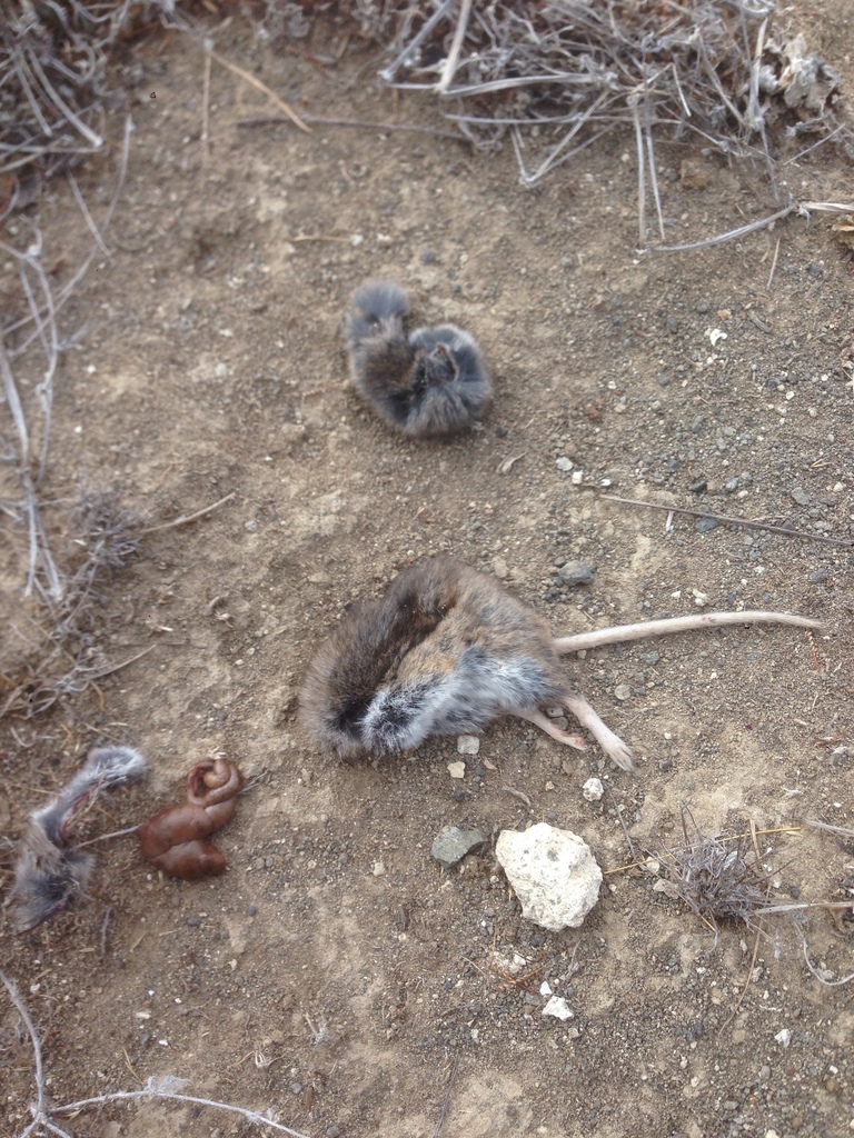 North American Deermouse