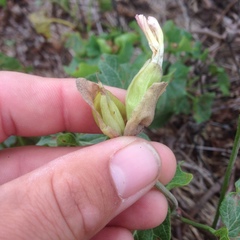 Calystegia macrostegia amplissima