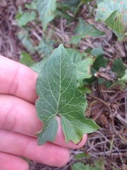 Calystegia macrostegia amplissima