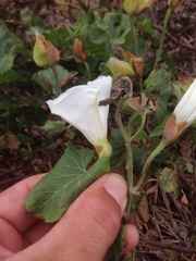 Calystegia macrostegia amplissima