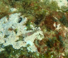 Cochleoceps orientalis