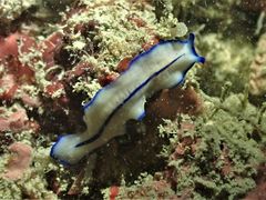 Pseudoceros concinnus