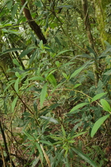 Callicarpa randaiensis