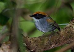 Conopophaga melanops