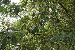 Daphniphyllum himalaense