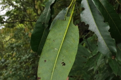 Daphniphyllum himalaense
