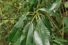 Daphniphyllum himalaense