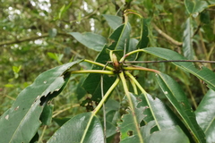 Daphniphyllum himalaense