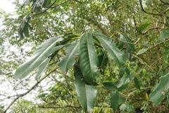 Daphniphyllum himalaense