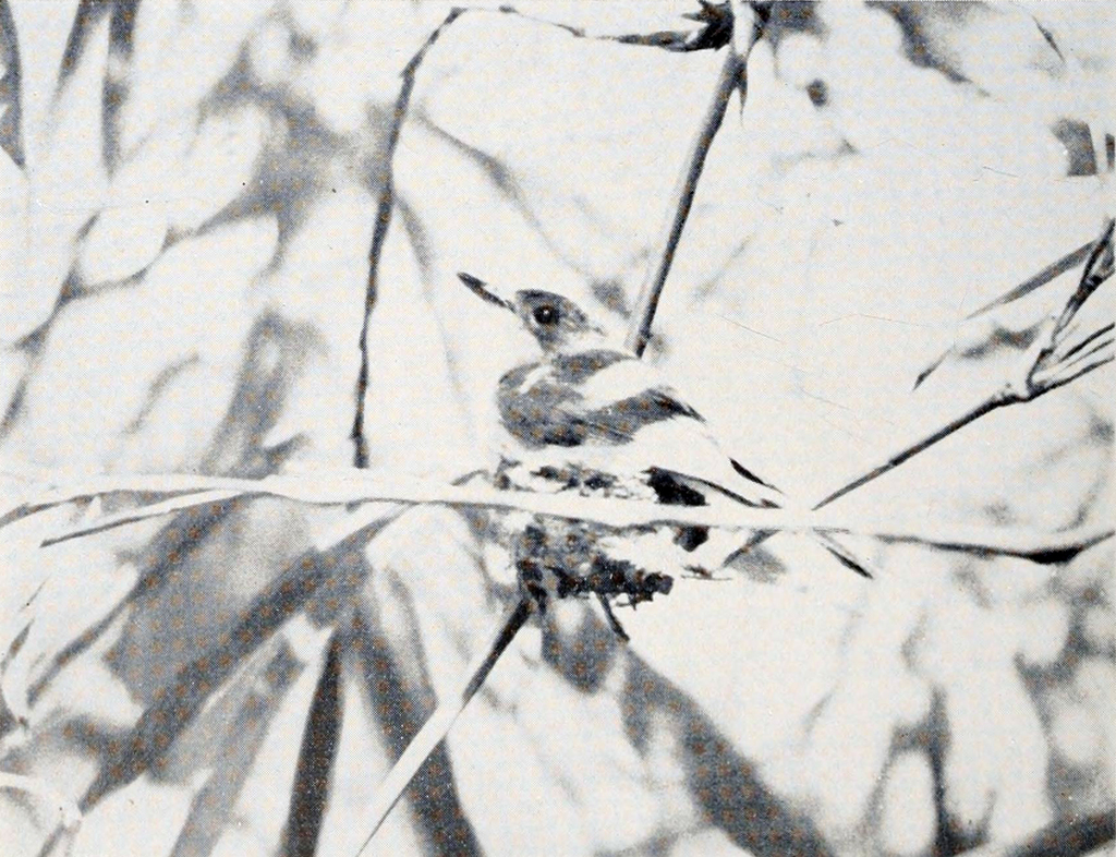 Guam Flycatcher (Myiagra freycineti) photo