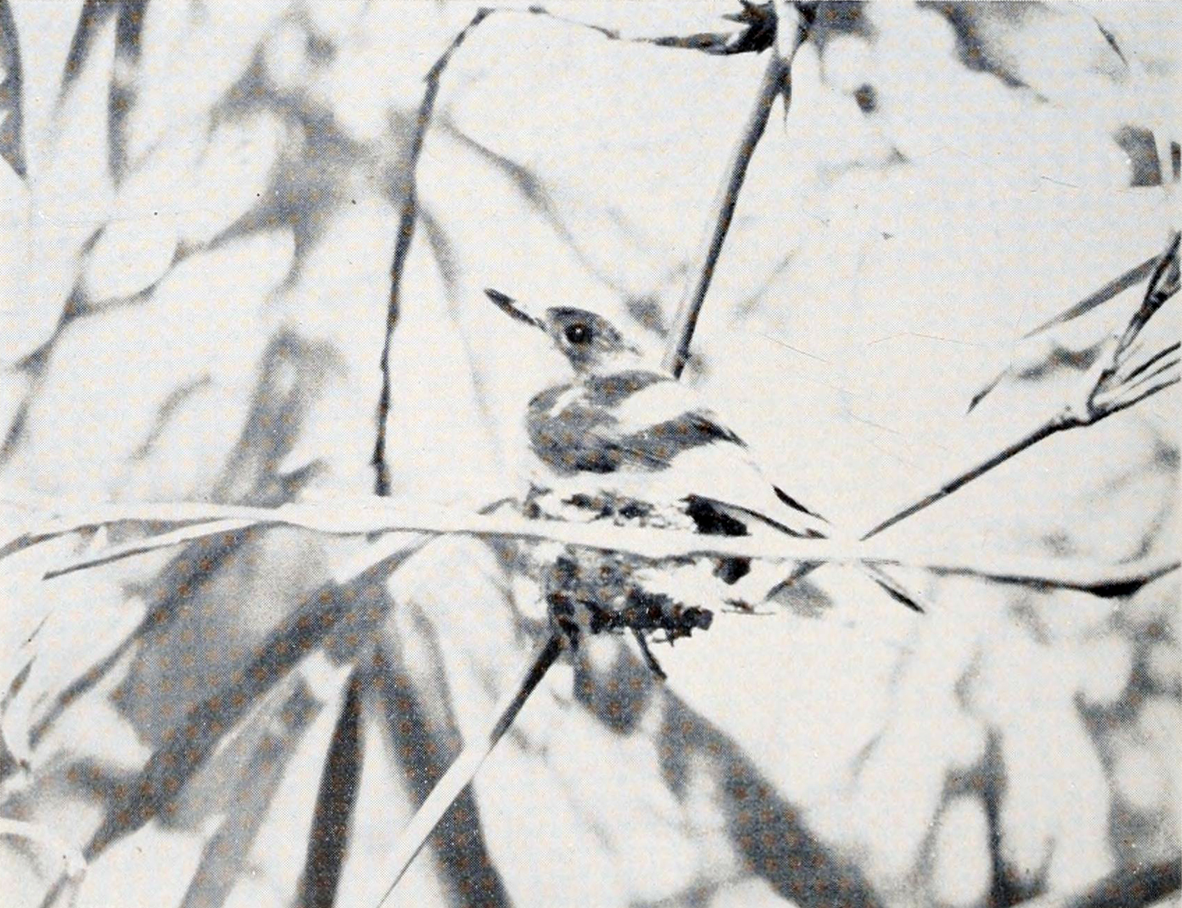 Guam Flycatcher illustration