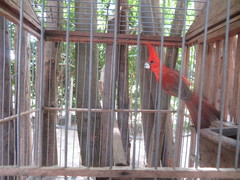 Cardinalis phoeniceus