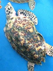 Eretmochelys imbricata