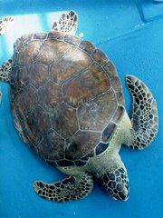 Chelonia mydas