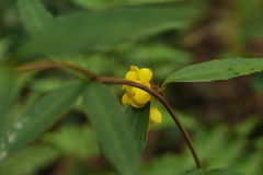 Berberis hayatana