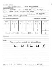 Ephippiorhynchus senegalensis