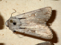 Dichagyris candelisequa
