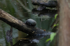 Kinosterninae