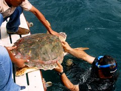 Caretta caretta