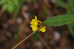 Berberis hayatana