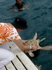 Eretmochelys imbricata