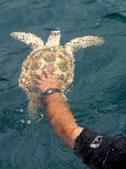 Eretmochelys imbricata