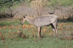 Boselaphus tragocamelus