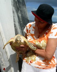 Eretmochelys imbricata