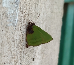 Cyanophrys pseudolongula