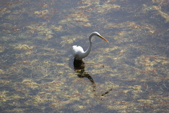 Ardea alba