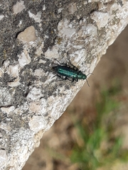 Psilothrix viridicoerulea