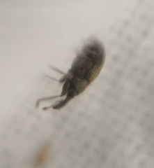 Trichopterapion holosericeum