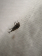 Trichopterapion holosericeum