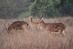 Rucervus duvaucelii branderi