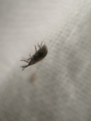 Trichopterapion holosericeum