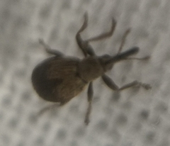 Trichopterapion holosericeum