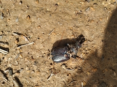 Sphaenognathus armatus