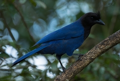 Cyanocorax caeruleus