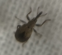 Trichopterapion holosericeum