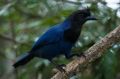 Cyanocorax caeruleus