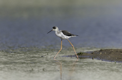 Himantopus himantopus