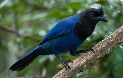 Cyanocorax caeruleus