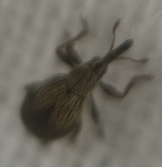 Trichopterapion holosericeum