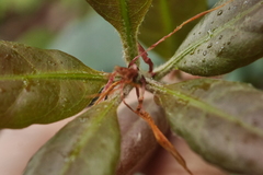 Quercus sessilifolia