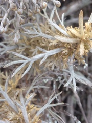 Artemisia nesiotica
