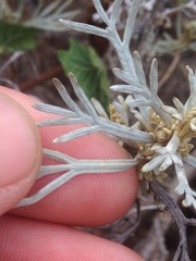 Artemisia nesiotica