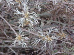 Artemisia nesiotica