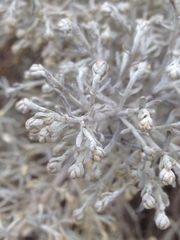 Artemisia nesiotica