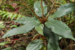 Quercus sessilifolia